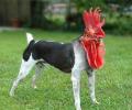 תמונות מצחיקות תרנגול גזעי