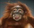 תמונות מצחיקות קוף חמוד
