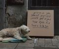תמונות מצחיקות כלב הומלס