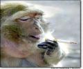 תמונות מצחיקות קוף מעשן