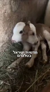 מקרה נדיר: עגל בעל שני ראשים נולד בימים האחרונים בחווה חקלאית...