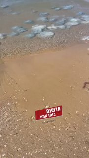 מטורף! צפו במדוזות ענקיות שנצפו הבוקר בחוף הים בחיפה...