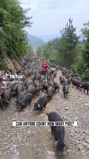Can anyone count how many pigs? ...