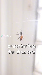 נחיל של דבורים בחלון ואני חושב על סרטונים...