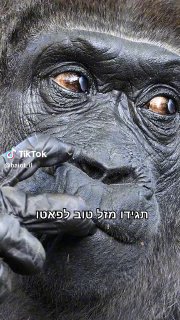 מזל טוב לפאטו...