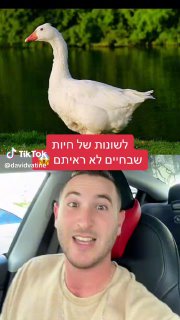 אין מצב שראיתם לשון של אווז או של פרפר... 😳🦋🦆 