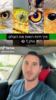 לא מה שחשבתם... 🦈🐴 