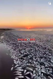 טקסס - עשרות אלפי דגים שכנראה הורעלו נמצאו מתים....