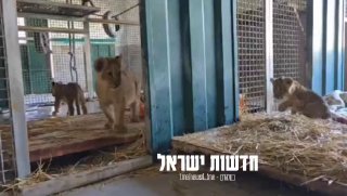 ברט
