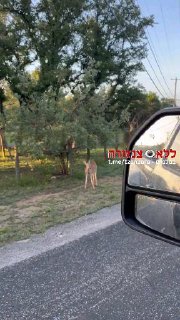 שום דבר יוצא דופן, רק במבי אוכל נחש....