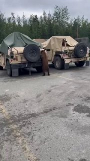 דוב נכנס לבסיס צבאי בארצות הברית!...