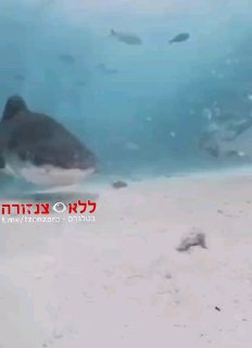 כריש לעס מצלמה של צוללן וחשף זווית צילום יוצאת דופן...