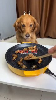 אפילו כלבים מסרבים לאכול חרקים. ...