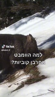 ממלכת החיות: לפעמים מדענים משחקים בקקי...