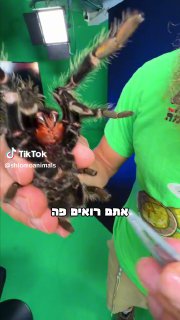 החיות של שלמה (@shlomoanimals): ״השיניים של טרנטולה מסוכנות?...