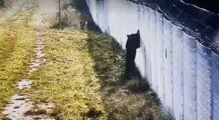 דוב מנסה לטפס מעל גדר תיל בגבול ליטא-בלארוסי כדי לברוח מהחיים...