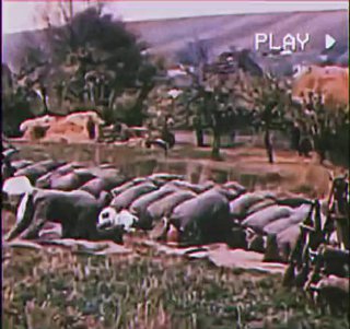 ‏מוסלמים בנגיעה נאצית, 1943...