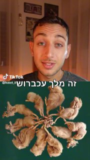 ממלכת החיות - מלך עכברוש...