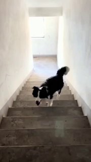 כלב אחד החמודים משחק לו עם כדור במדרגות...