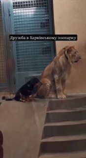חדשות היום: אריה ותש הם חברים בגן החיות של חרקוב אוקראינה...