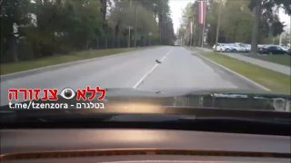 שום דבר יוצא דופן, רק עורב עוזר לקיפוד לחצות את הכביש....