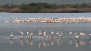 כ 200 שקנאים הגיעו היום לאגמון החולה-קק