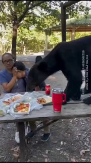 במקסיקו דוב לא יכל לעמוד בפני הטאקו והחליט להשתתף בארוחת...