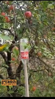 טריק פשוט וגאוני: ככה תקטפו פירות מהעץ!...