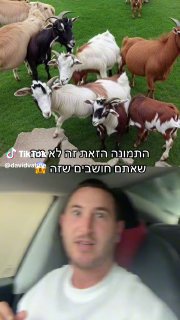 דוד וטין (@davidvatine): ״רואים עזים? תסתכלו שוב... יש כאן בן אדם 😳😱...