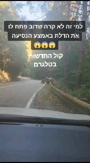 למי זה לא קרה? משפחה ישראלית מטיילת ברומניה ורואה דוב באמצע...