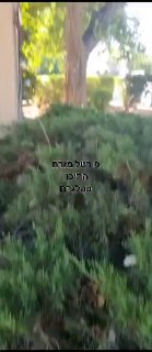 באחד הישובים בדרום מחבלים מעזה מסתובבים שם חופשי....