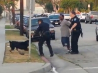 מזעזע: שוטר יורה למוות בכלב שמנסה לעזור לבעלים שלו