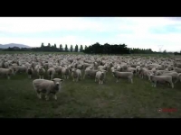 המחאה החברתית של הכבשים