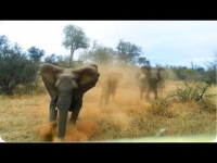 צפו: פיל עצבני תוקף ג'יפ עם תיירים בספארי ומצליח להפוך אותו