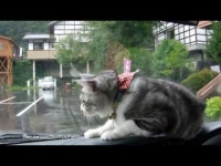 צפו: חתול שמנסה לתפוס את המגב (וישר) בגשם