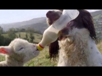 צפו: כלב רחום מאכיל כבש מיותם עם בקבוק