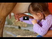 צפו: איך לחלוב חלב מהפרה