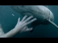 צפו: מפגש עם כריש וניצל בנס