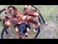 [מתיחה] - כלב מחופש לעכביש ענק מטיל אימה על אנשים