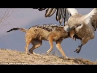 צפו: בעלי חיים גדולים מותקפים על ידי נשר