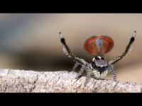 עכבישי טווס מדהימים בביצועי ריקוד אהבה מרתקים