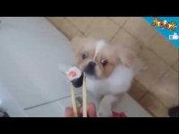  כלב פקינז אוכל סושי