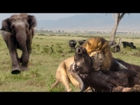 מצמרר: פיל הציל תאו מפני האריות התוקפים