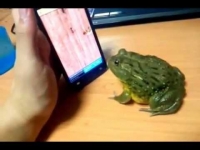[אמיתי] - צפרדע משחקת בסמארטפון