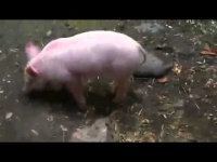 צפו: החזיר מציל את הגדי מטביעה