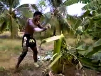 לוחם אגרוף תאילנדי מוריד עץ בבעיטות