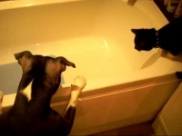 כלב מקלח חתול