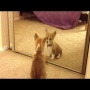 כלב שרואה את עצמו בפעם הראשונה במראה