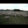 המחאה החברתית של הכבשים