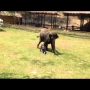 מדהים - הבחור הזה הרביץ לבעלים של הפיל מה שהפיל עושה לא ראיתם דבר כזה